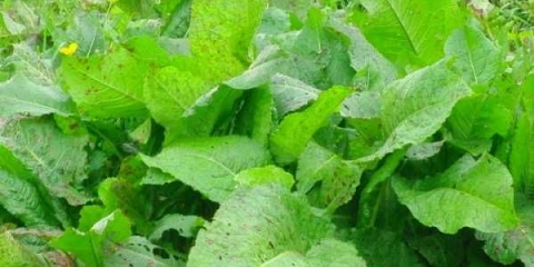 Konjska kiselica: fotografija, liječenje